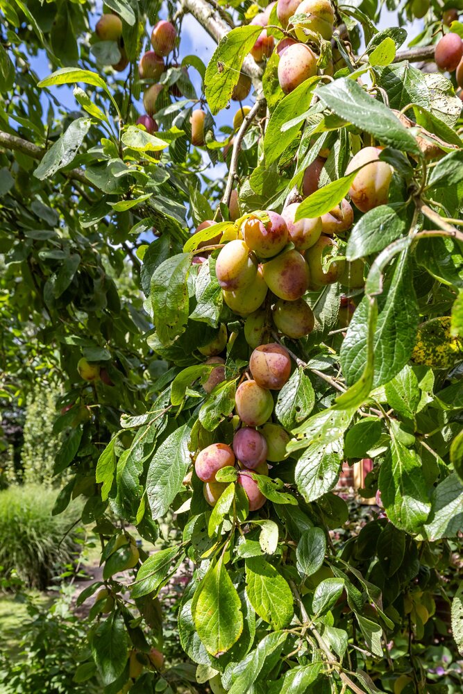 Krassumerstraat 23, 9893 PH Garnwerd - € 625.000 k.k. - Boekholt & partners makelaars Groningen